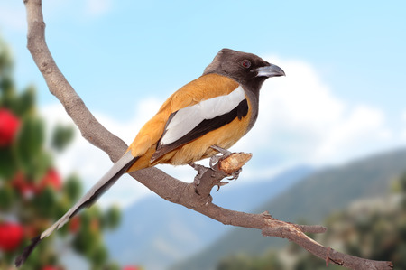 Rufous treepie Dendrocitta vagabunda sitting on the branchの写真素材