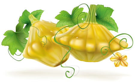 Ripe Scalloped Squash Patty Pan patisson on a white backgroundのイラスト素材