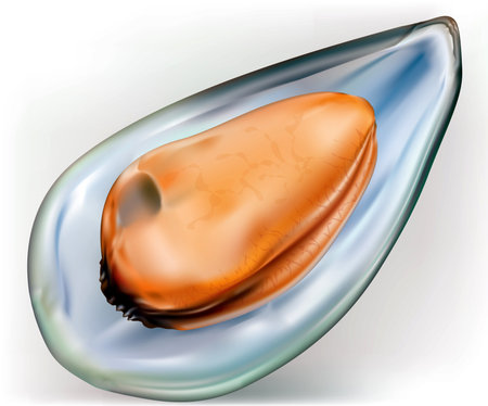 mussel on a open shells on white backgroundのイラスト素材