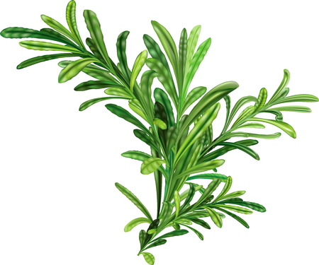 Rosemary twigs on white background. Vector illustrationのイラスト素材