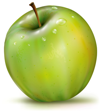 Realistic vector illustration of green apple on white backgroundのイラスト素材