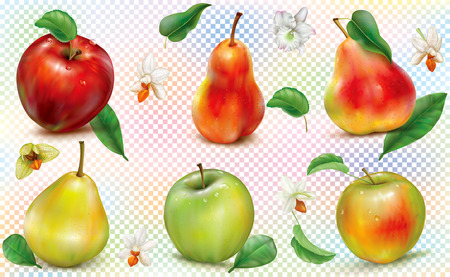 Apples and pears of different colors on a transparent background. Realistic vector illustrationのイラスト素材