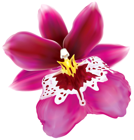Miltoniopsis Bert Field orchid flower on white. Vector illustrationのイラスト素材