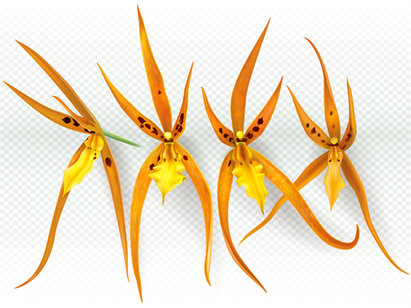 Orchid flowers Brassada Orange Delight on a transparent background. Vector illustrationのイラスト素材