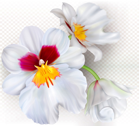 Orchid flowers Miltoniopsis Herralexander on a transparent background. Vector illustrationのイラスト素材
