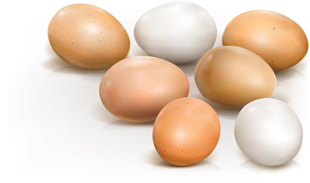 Chicken eggs on a white background. Vector illustrationのイラスト素材