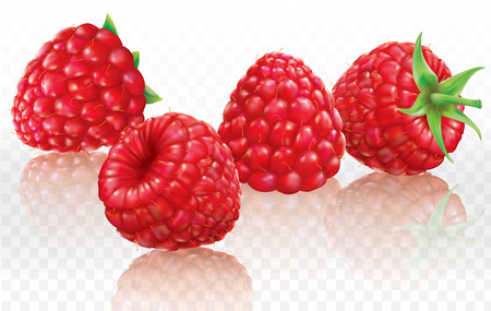 Raspberries on a white transparent background. Vector illustrationのイラスト素材