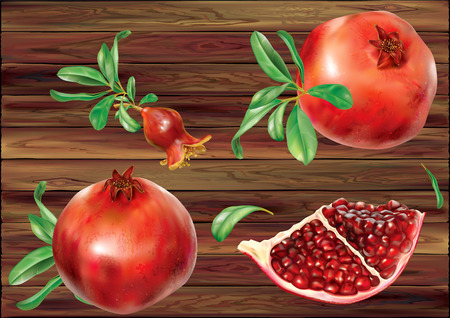 Realistic vector illustration pomegranate fruits and part with seeds on whiteのイラスト素材
