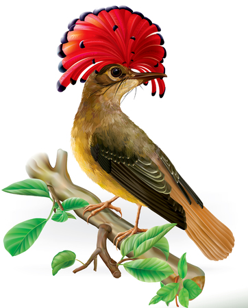 Amazonian royal flycatcher with red crest on a white backgroundのイラスト素材