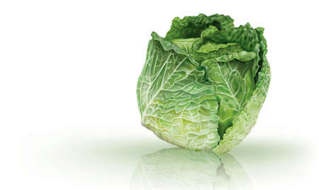 Head of savoy cabbage on a white background. Mesh vector illustrationのイラスト素材