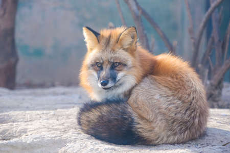 Red Fox in Beijing Zoo in Winterの写真素材