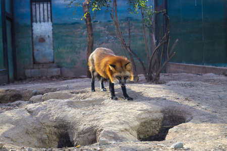 Red Fox in Beijing Zoo in Winterの写真素材