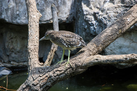 Wild waterfowl night heron subadult