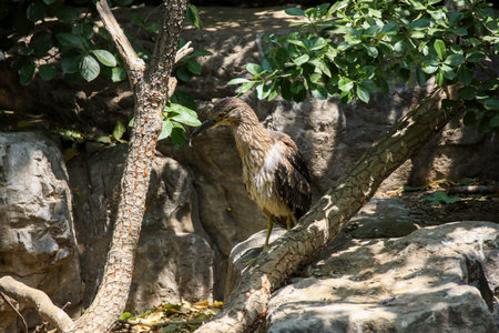 Wild waterfowl night heron subadult