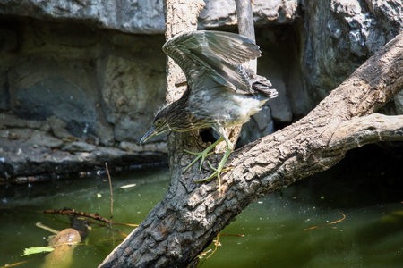 Wild waterfowl night heron subadult