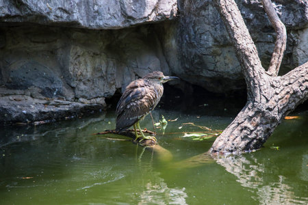 Wild waterfowl night heron subadult