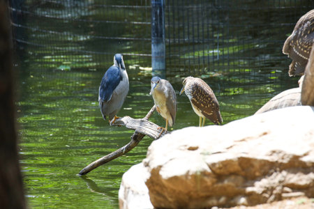 Wild Waterfowl Night Heronの写真素材