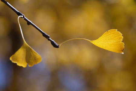 Dead Ginkgo Leaves, Haidian Park, Beijingの写真素材
