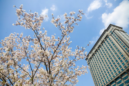 Cherry blossoms in Nanjing Peace Buildingのeditorial素材