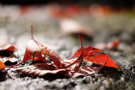 Fallen leaves after autumn rain at Saigyo Temple in Mount Hiei, Japan
