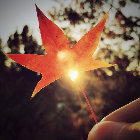 late autumn maple leaves