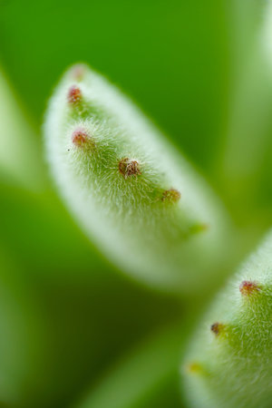 Succulents macro photography bear boyの写真素材
