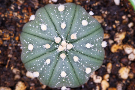 Succulents macro photography star pocket cactusの写真素材