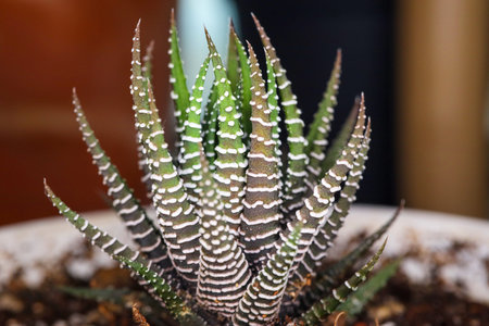 Twelve Volumes of Succulent Macro Photographyの写真素材