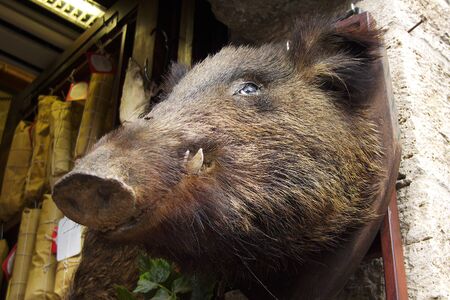A boars head mounted on the wall of a Tuscan butcher shopの写真素材