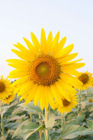 Sunflowerの写真素材
