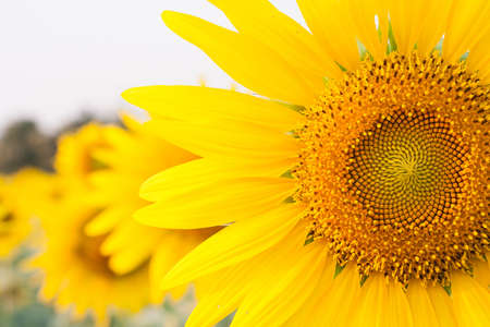 Sunflower Close upの写真素材