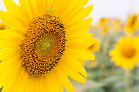 Sunflower backgroundの写真素材