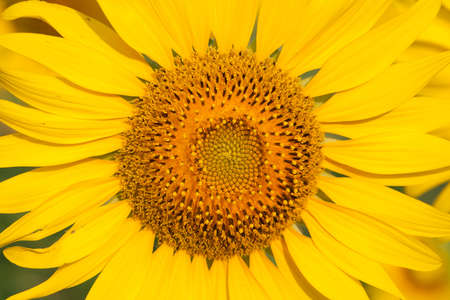 Sunflowerの写真素材
