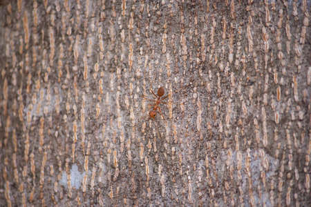 Ant on the wood skinの写真素材