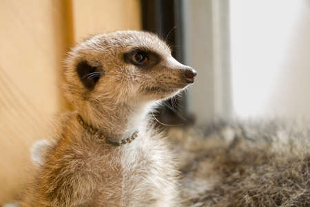 Meerkat seeing somethingの写真素材