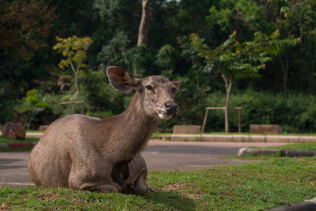 Deer sitting on the grass fieldの写真素材