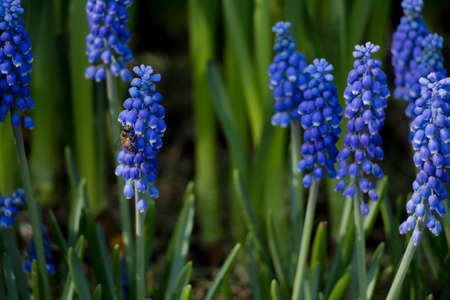 Bee fly around flower looking for some sweetの写真素材