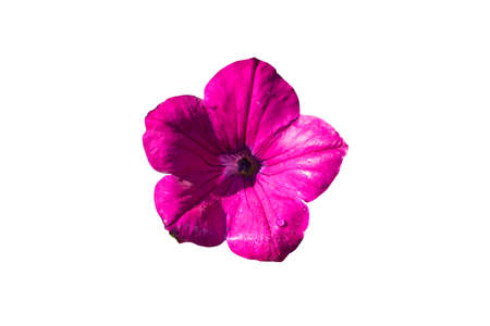 Purple Pitunia Isolate on white backgroundの写真素材