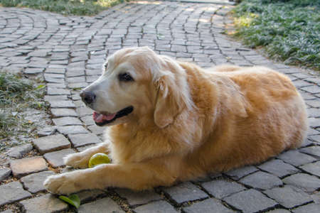 Golden Retriever Lay Down With Green Dog Ball on The Fieldの写真素材