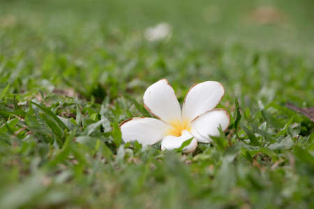 Frangipani on the green grass field in the parkの写真素材