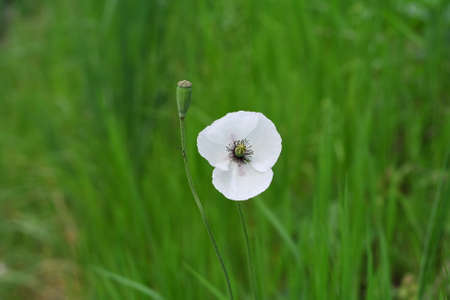 Wild white poppy flowerの写真素材