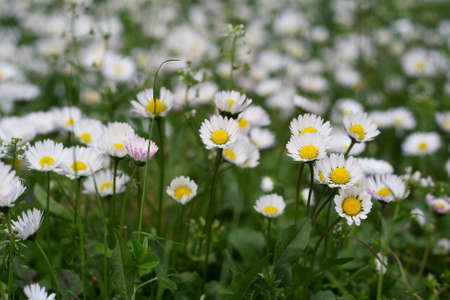 Chamomile flowersの写真素材