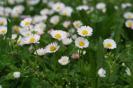 Chamomile flowersの写真素材