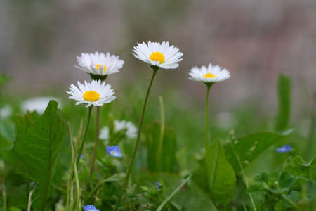 Chamomile flowersの写真素材