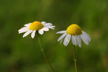 Chamomile flowers  Closeup of wild chamomile flowers の写真素材
