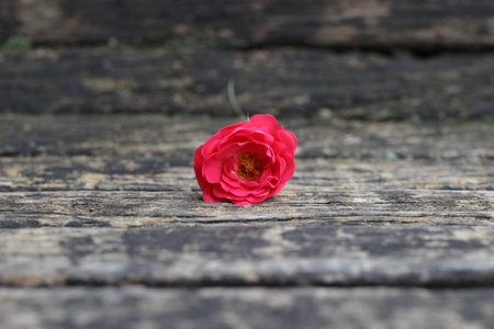 Rose. Red rose on the bench.の写真素材