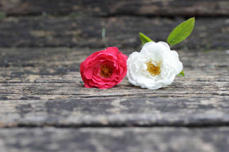 Two roses on the bench.の写真素材