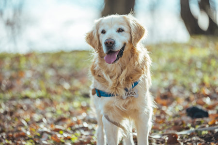 Cute golden retriever dog in the autumn park. Selective focus.