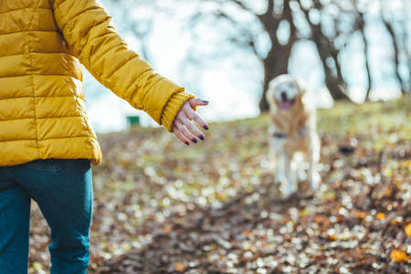A woman in a yellow jacket walks with her dog in the park.の写真素材