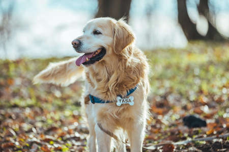 Golden retriever dog in the autumn park. Selective focus.の写真素材